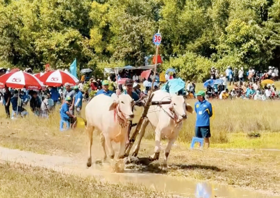 ពិធីប្រណាំងគោនៅវត្តរោទ៍-លក្ខណៈវប្បធម៌ខ្មែរដ៏ល្អនៅតំបន់បៃណូយ