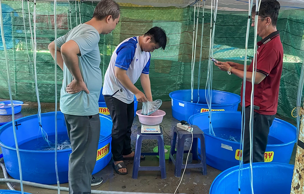 Tín hiệu vui cho người nuôi cá chạch sông