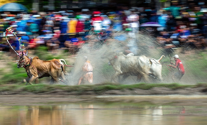Từng bừng hội đua bò chùa Rô