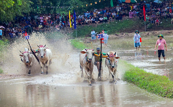 Từng bừng hội đua bò chùa Rô