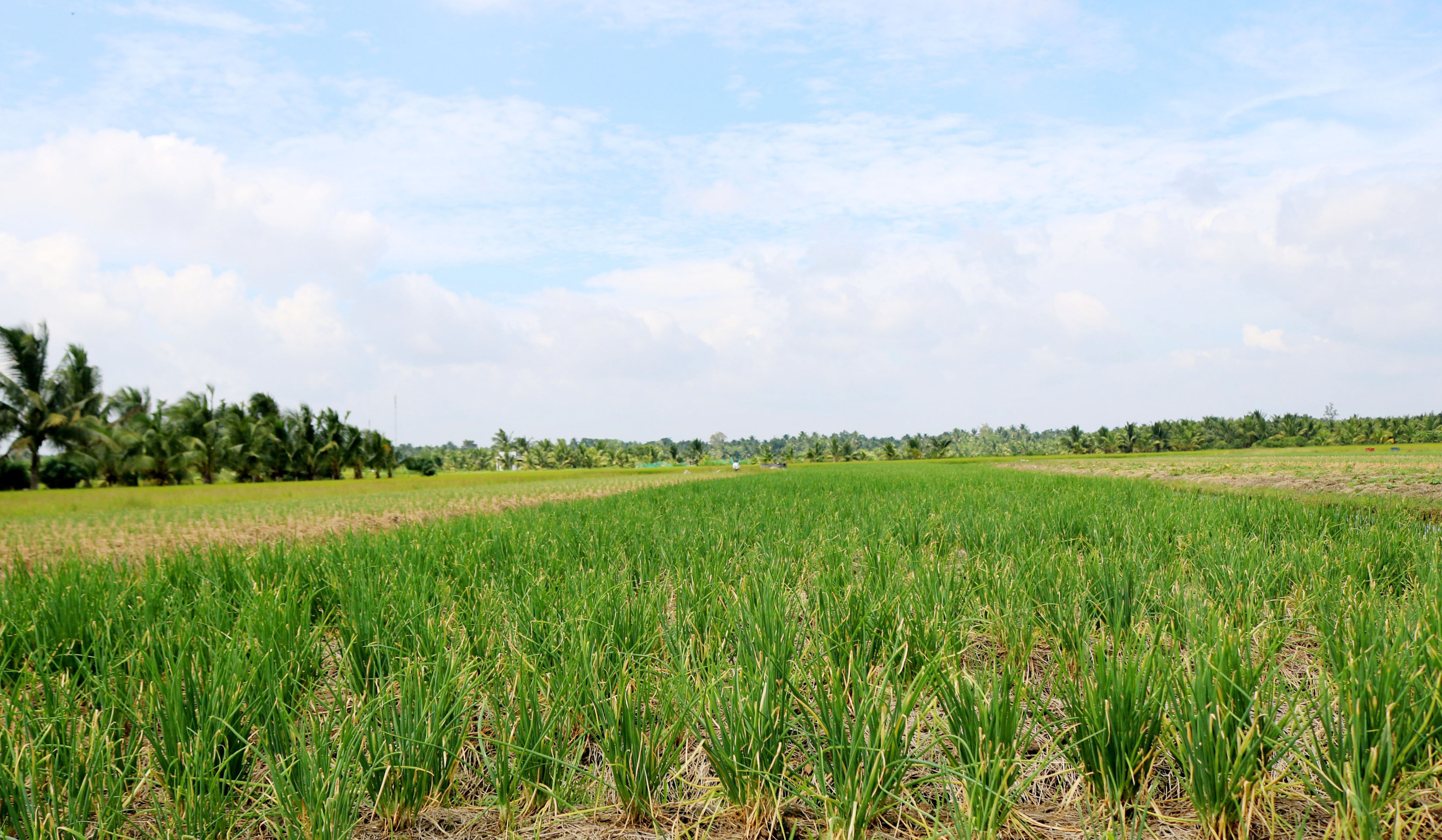ដាំខ្ទឹមស្លឹកលើដីស្រែ រកបានប្រាក់ចំណូលបង្គួរ