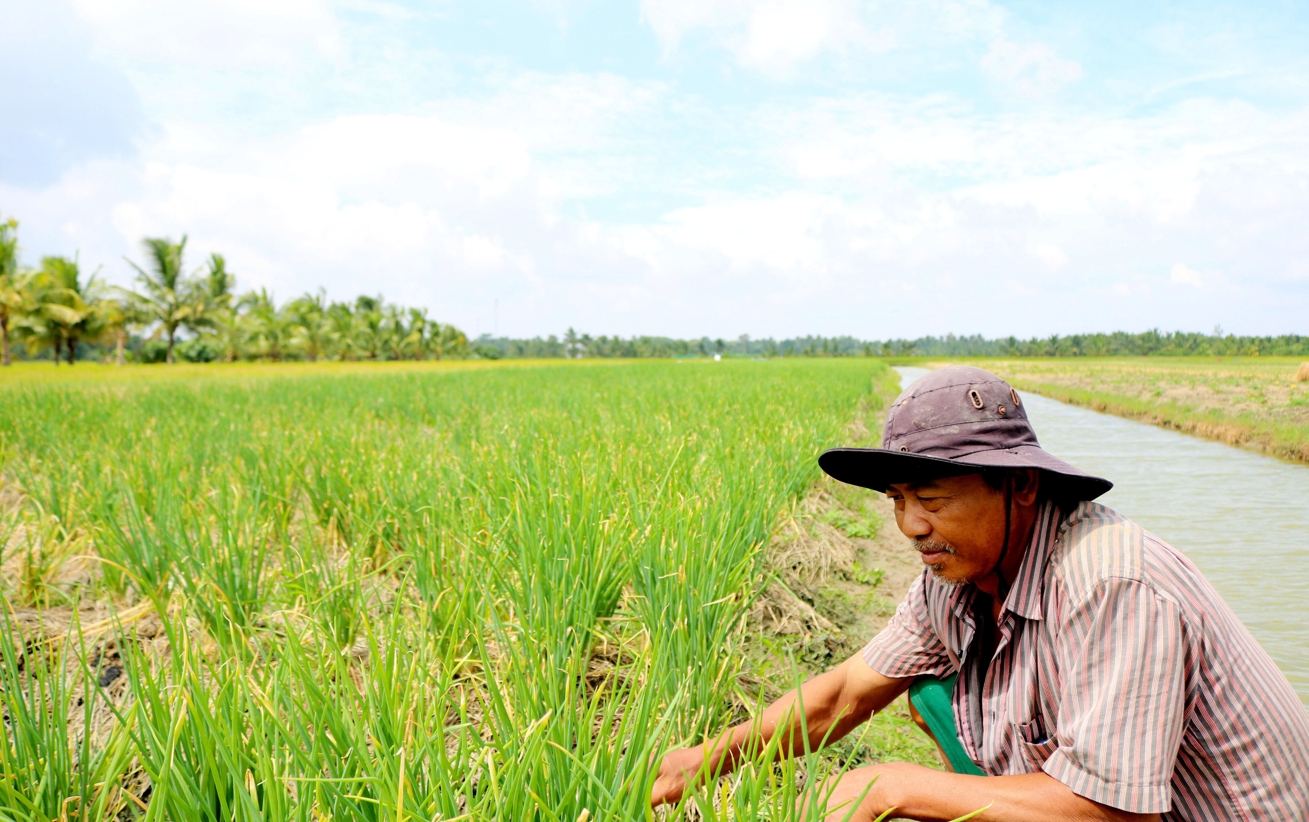 ដាំខ្ទឹមស្លឹកលើដីស្រែ រកបានប្រាក់ចំណូលបង្គួរ