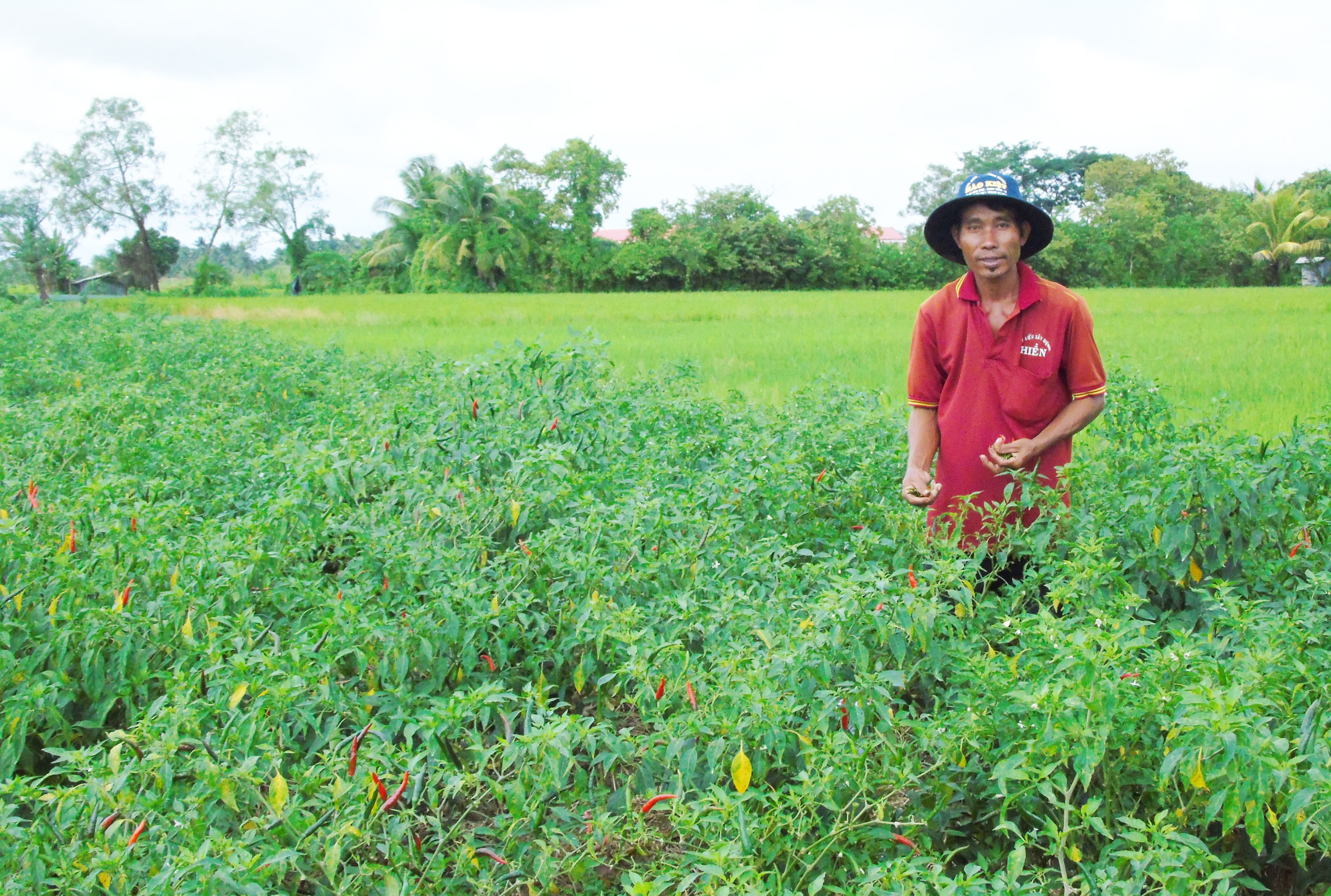ដាំបន្លែបង្ការជួយឱ្យកសិករមានជីវភាពលំនឹង