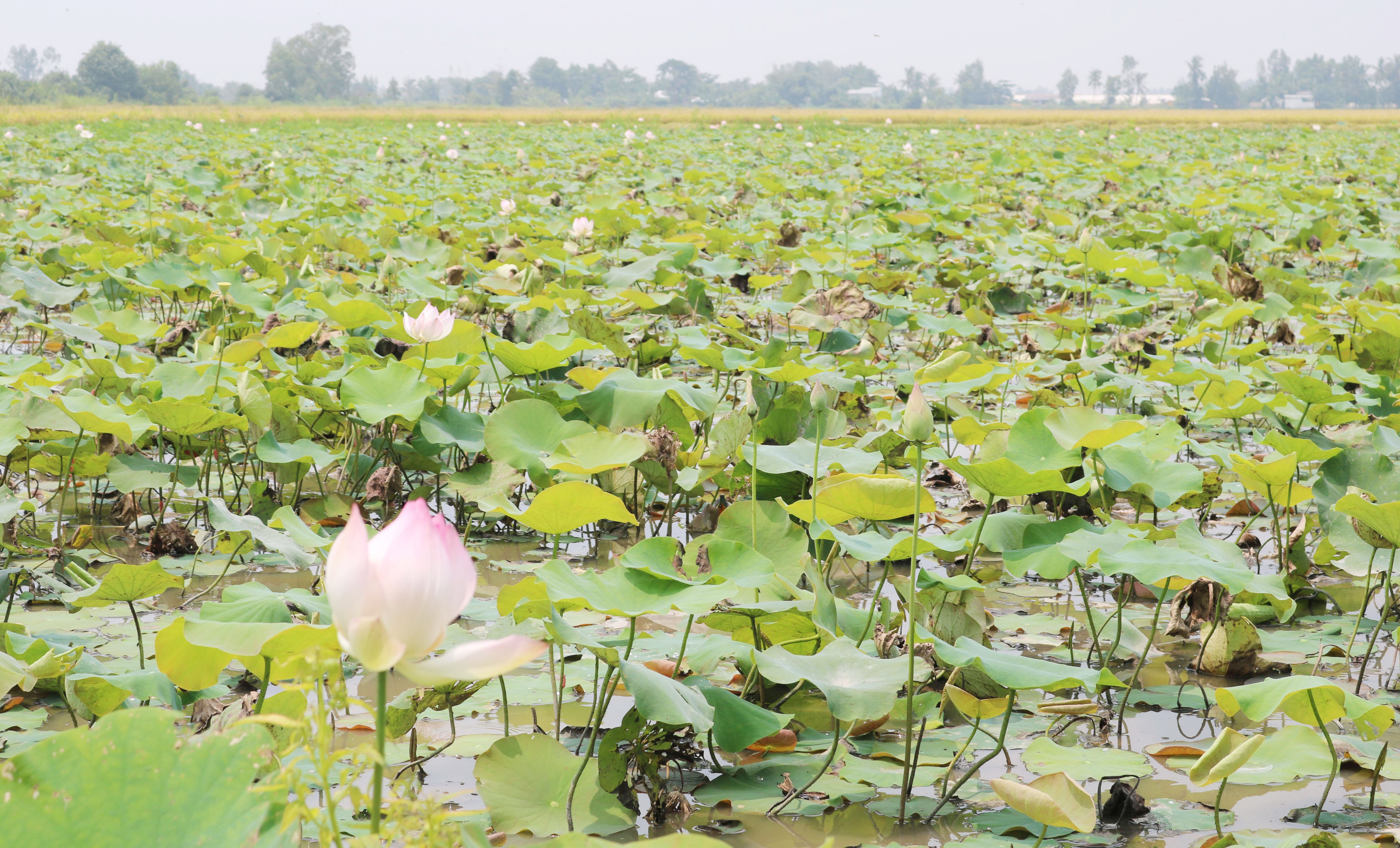លំនឹងជីវភាពផ្តើមពីដាំឈូកយកក្រឳ