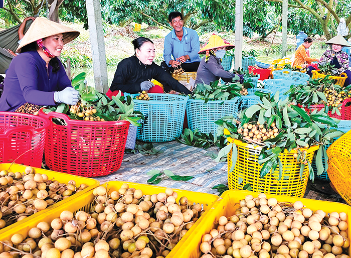 Tích cực hỗ trợ và thúc đẩy phát triển hợp tác xã nông nghiệp
