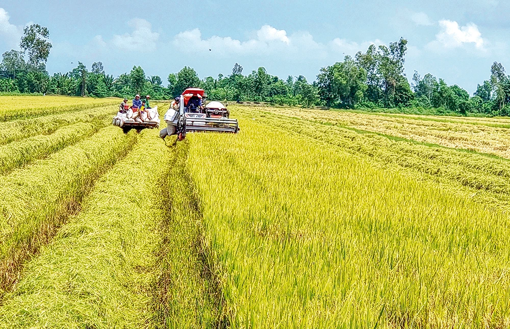Giảm thất thoát, tăng giá trị chuỗi lúa gạo