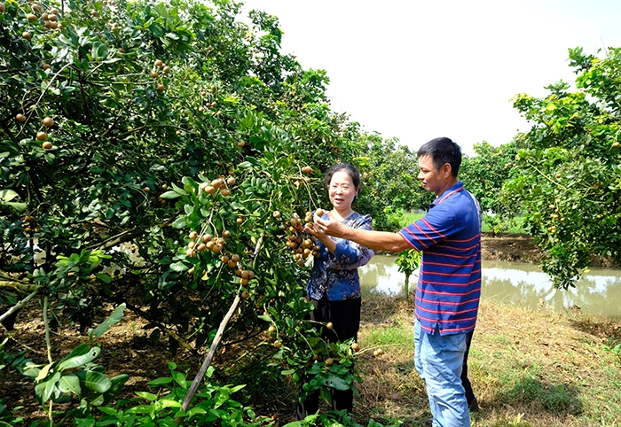 Nông thôn Cần Thơ trên hành trình phát triển hiện đại, bền vững