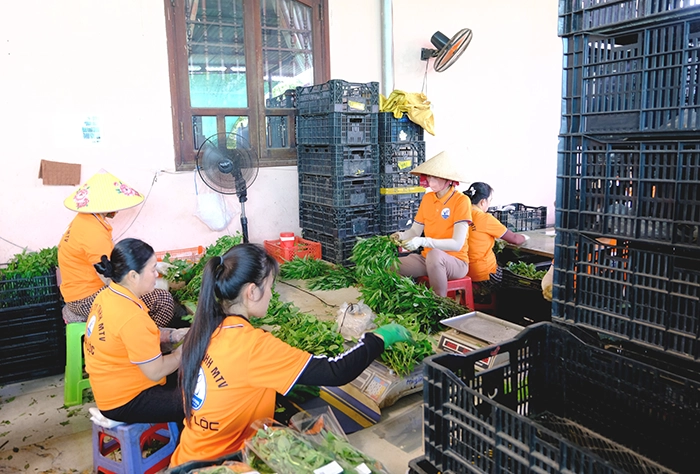 Nông thôn Cần Thơ trên hành trình phát triển hiện đại, bền vững
