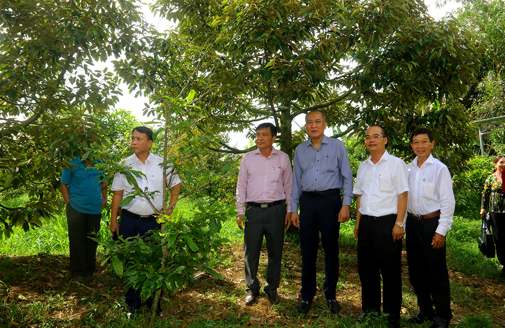 Tổ hợp tác trồng sầu riêng ấp Nhơn Lộc 1A