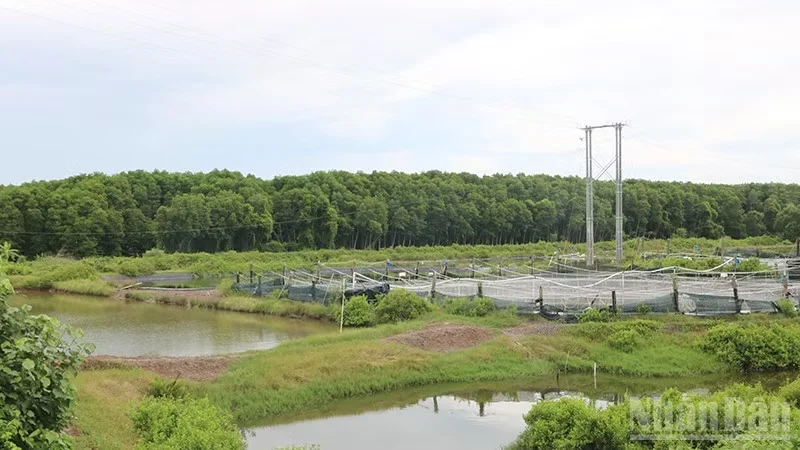 Vĩnh Long phục hồi hệ sinh thái rừng, gắn với phát triển du lịch