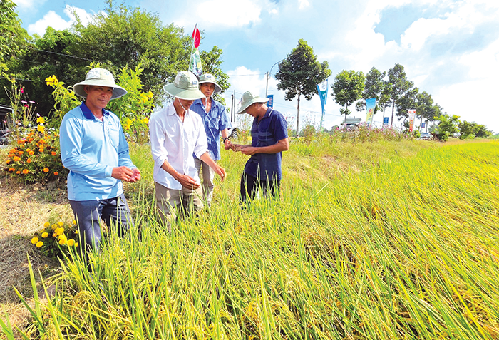 Đẩy mạnh hoạt động khuyến nông thúc đẩy sản xuất lúa chất lượng cao và phát thải thấp