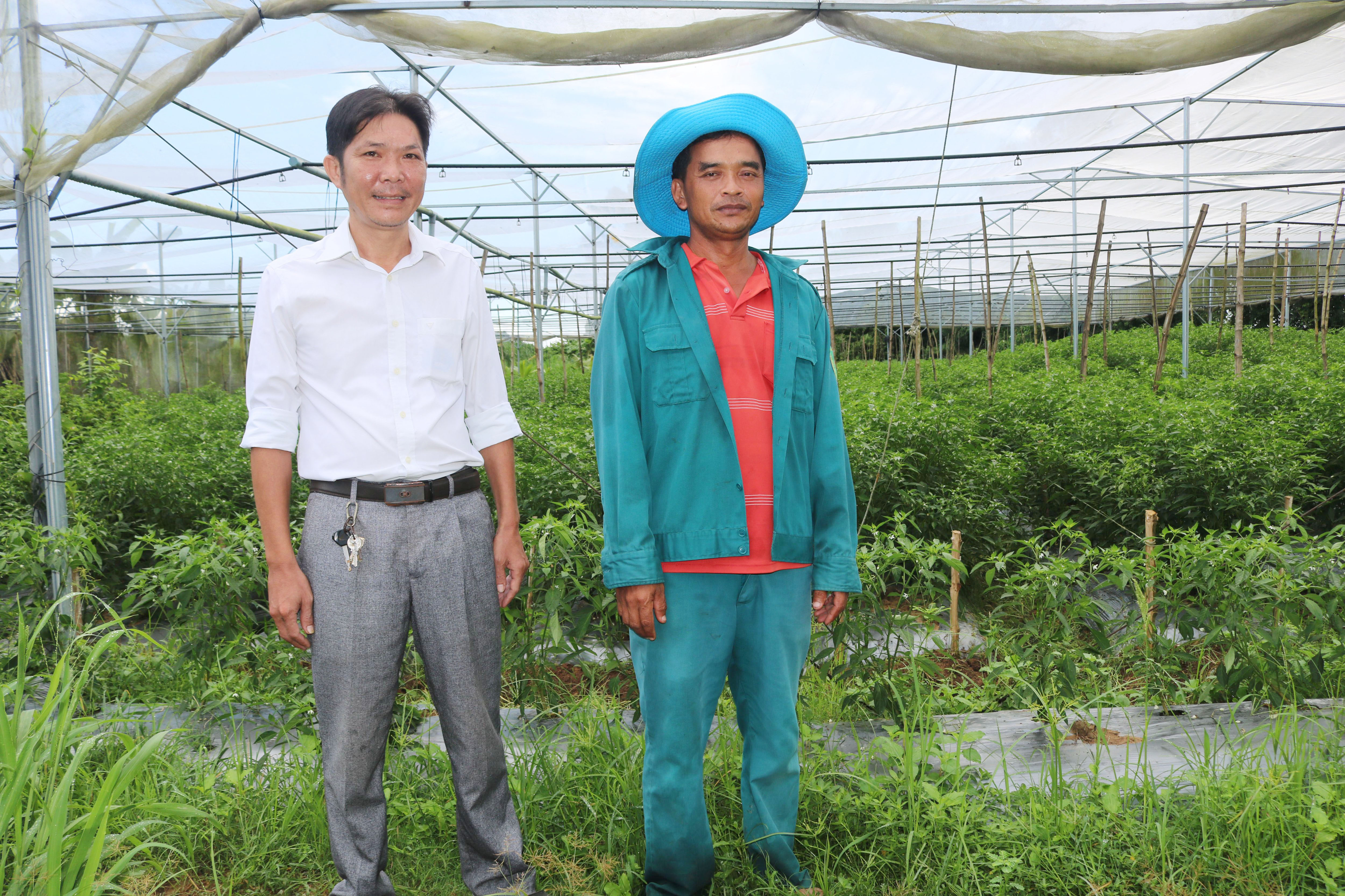 អនុវត្តរោងសំណាញដាំម្ទេសខ្មាំង