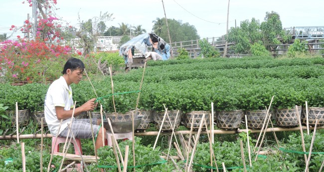 Vụ hoa Tết này, ông Nguyễn Văn Mười, khu vực Bình Phó B, phường Long Tuyền, quận Bình Thủy, trồng khoảng 1.800 chậu hoa các loại. Ngoài 3 lao động của gia đình, những đợt lặt chèo, bấm nụ phụ, ông Mười thuê thêm từ 3-4 lao động. (Trong ảnh: Con trai ông Mười ghim cây giúp giữ tán cúc Đài Loan). Ảnh: MỸ TÚ