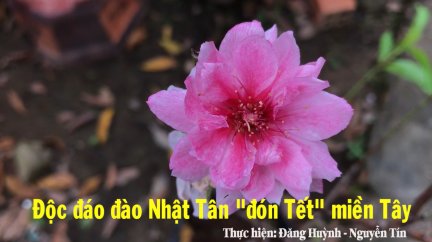 Độc đáo đào Nhật Tân “đón Tết” miền Tây