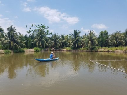 Triển vọng nuôi cá bông lau trong ao đất