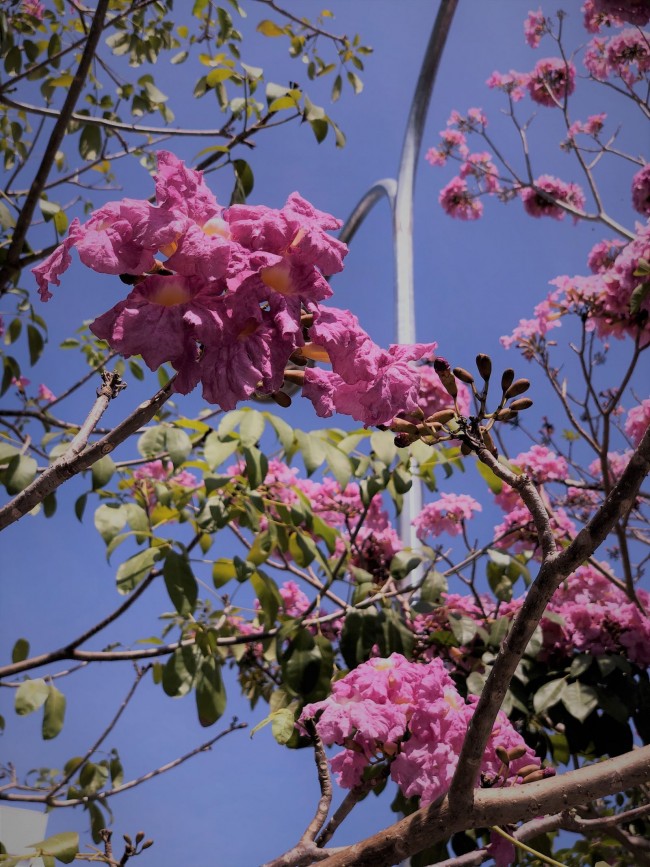 Được biết, hoa kèn hồng có xuất xứ từ châu Mỹ, có hình dạng giống hình chuông, 5 thùy phát triển đều ở đầu, có màu hồng phấn, mọc thành chùm mỗi chùm từ 4-7 hoa trông rất đẹp mắt.
