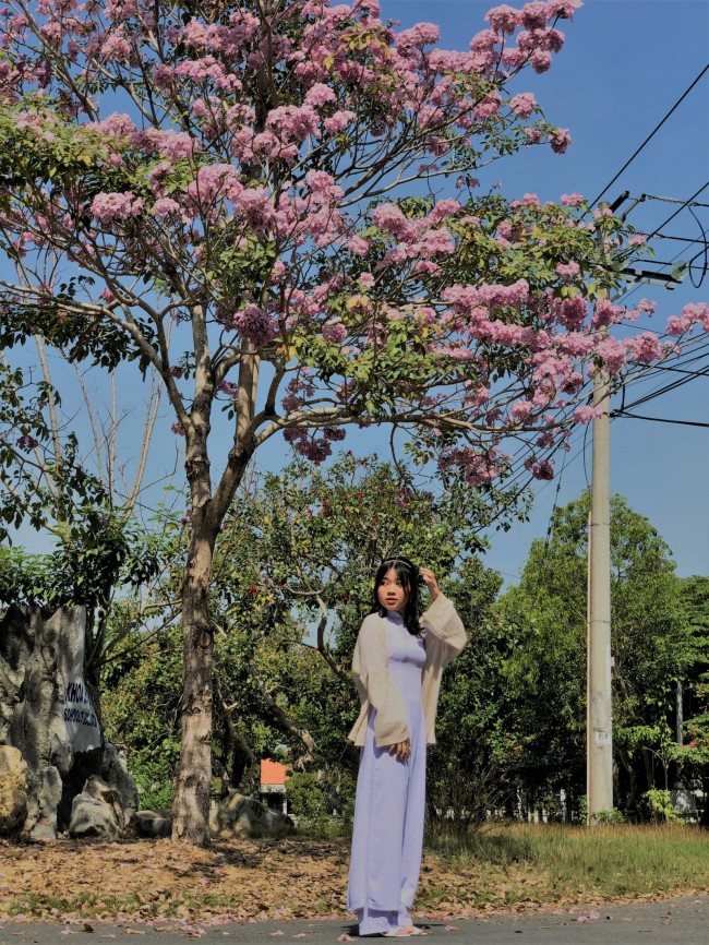 Nữ sinh tạo dáng bên một cây kèn hồng đương nở rộ phía trước nhà học C1 (Trường Đại học Cần Thơ).