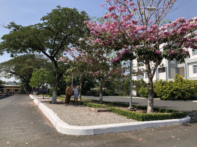 Kèn hồng cũng được trồng len lõi trong khuôn viên trường. Trong ảnh: Hàng cây kèn hồng cặp bên Nhà điều hành và Trung tâm Học liệu Trường Đại học Cần Thơ.