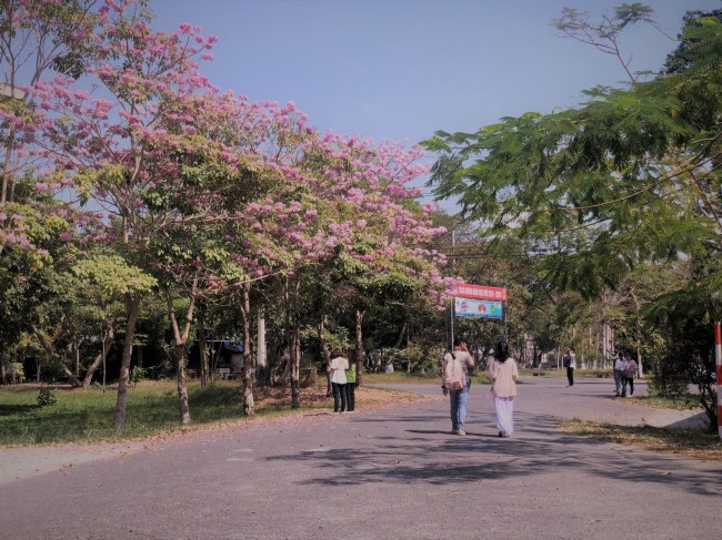 Những dãy cây kèn hồng trồng trong khuôn viên trường đến mùa nở rộ, tạo nên quang cảnh lãng mạn, đẹp mắt. Hoa kèn hồng được trồng nhiều nhất dọc theo đường dẫn vào Khoa Sư phạm Trường Đại học Cần Thơ.