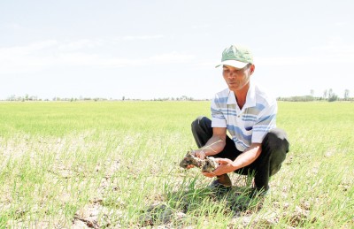Toàn lực ứng phó hạn, mặn gay gắt...