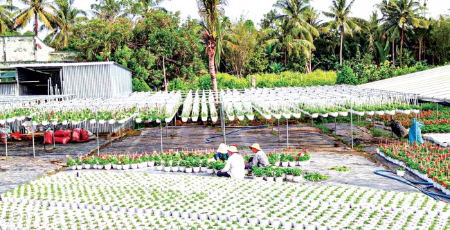 Nhiều nhà vườn trồng hoa kiểng tại làng hoa kiểng Cái Mơn, xã Vĩnh Thành, huyện Chợ Lách cũng sản xuất thêm nhiều loại hoa trồng trong chậu treo để đáp ứng nhu cầu thị trường.