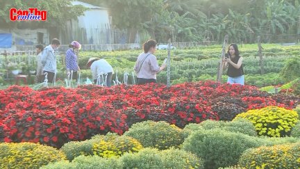 Về Cần Thơ, du xuân làng hoa ngày giáp Tết