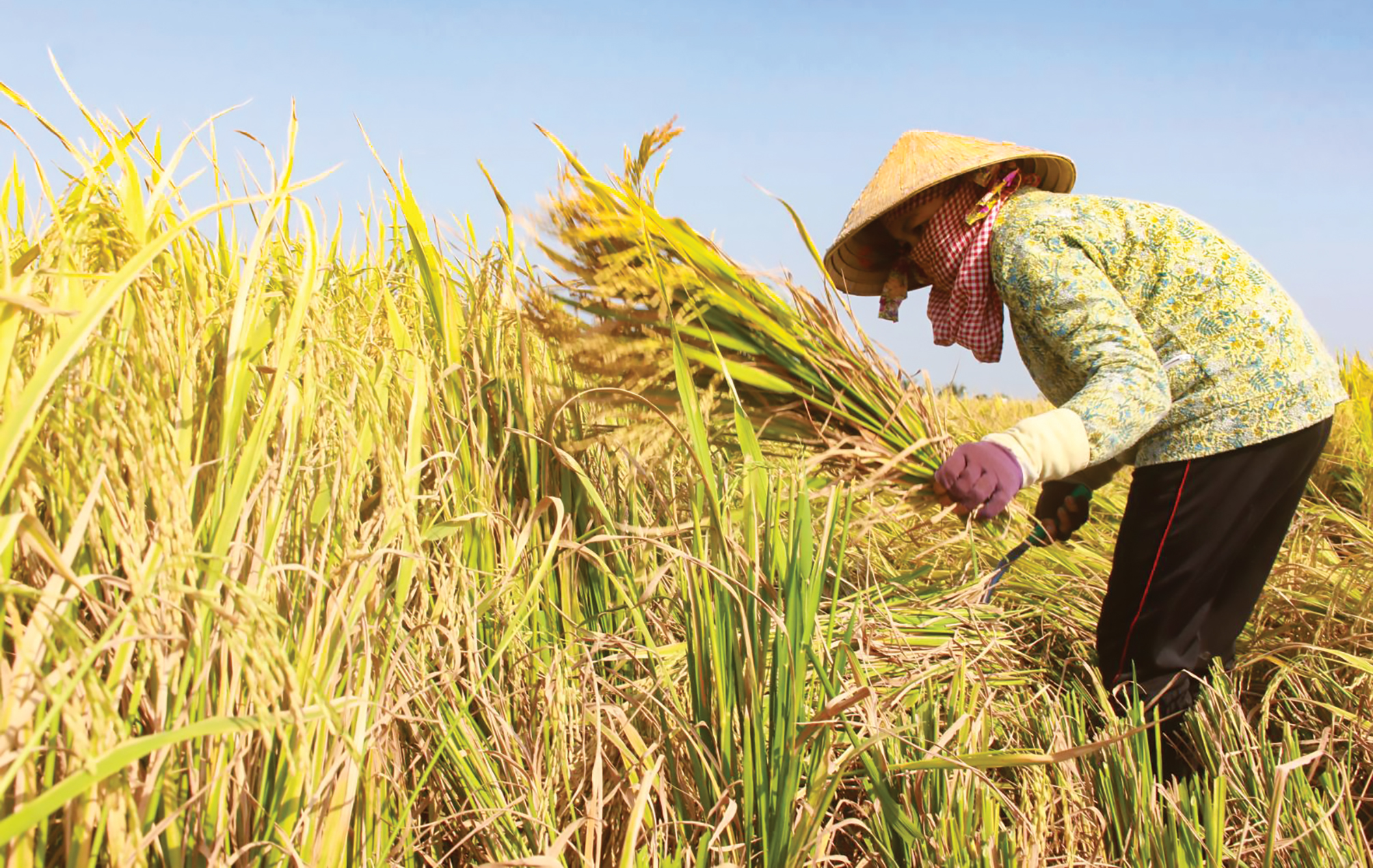 Các giống lúa triển vọng được đánh giá về thời gian sinh trưởng, chiều cao cây, khả năng đẻ nhánh, dạng hình, số hạt chắc/bông, số bông/m2, khối lượng 1.000 hạt, tiềm năng năng suất trung bình/ha.Trong ảnh: Các giống lúa triển vọng khi vào vụ thu hoạch sẽ được gặt, đập bằng tay để tính toán năng suất, kiểm tra chất lượng sau mỗi vụ.