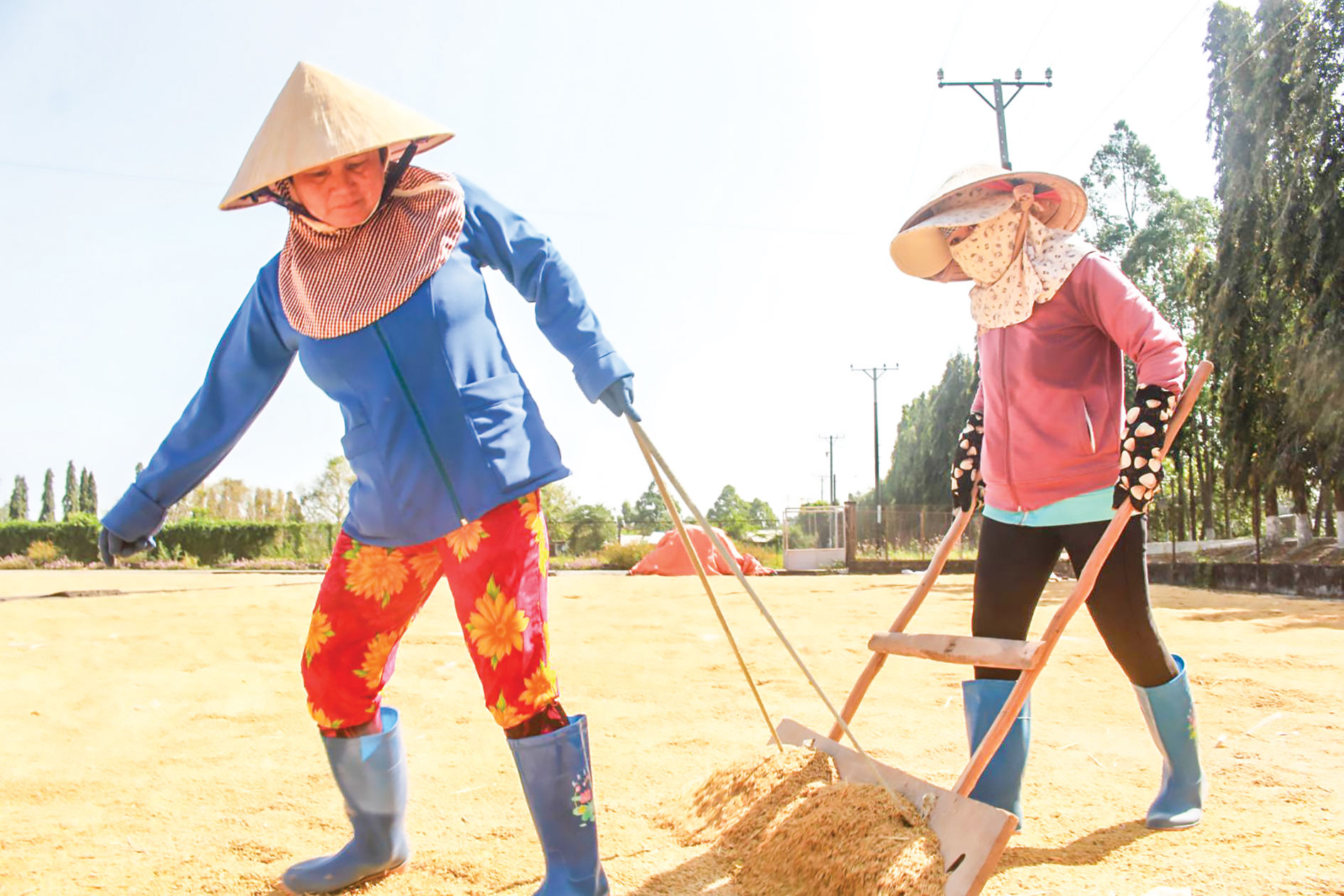 Bên cạnh việc lai tạo các giống lúa mới triển vọng, Viện Lúa còn duy trì sản xuất các giống lúa gốc, giống lúa siêu nguyên chủng và sản xuất giống lúa cấp nguyên chủng, cấp xác nhận để cung ứng cho các địa phương. Trong ảnh: Lúa giống sau thu hoạch được tập kết về phơi khô trước khi lưu kho.