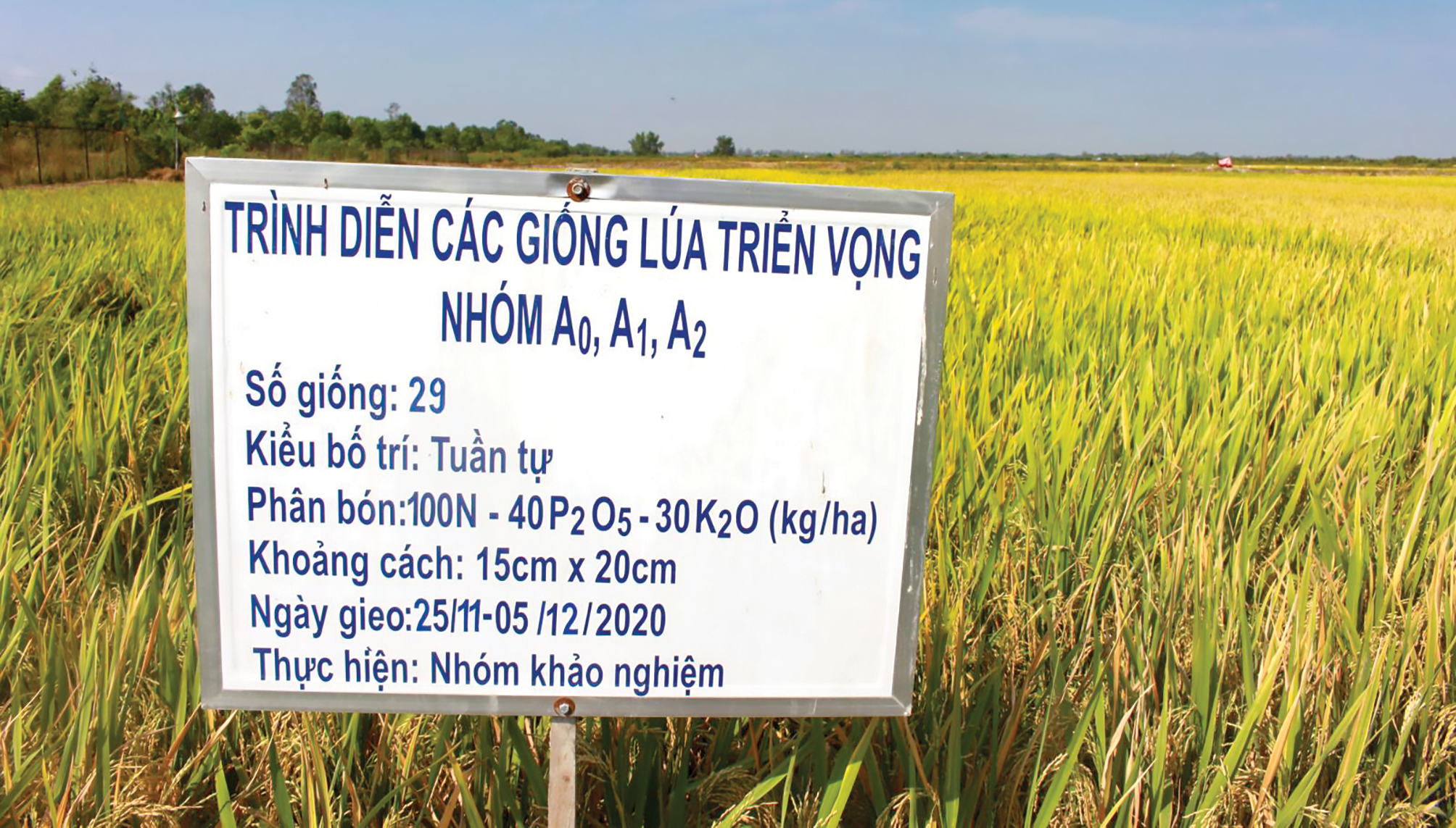 Vụ đông xuân 2020-2021, Viện Lúa trình diễn 29 giống lúa triển vọng thuộc nhóm A0 (thời gian sinh trưởng dưới 95 ngày), A1 (thời gian sinh trường từ 95 đến 109 ngày) và A2 (từ 110-125 ngày). Nhiều giống lúa được đánh giá cao nhờ thích nghi với các vùng sinh thái và cả 3 vụ ở các tỉnh ĐBSCL.