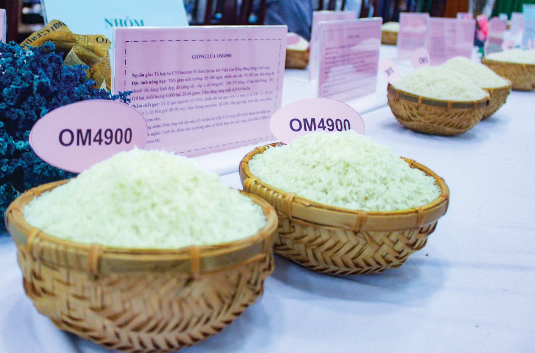 Gạo thành phẩm của giống lúa OM 4900, một trong những giống lúa đang được canh tác rộng rãi ở ĐBSCL.