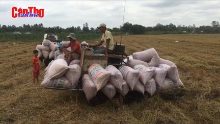 Gia tăng lợi nhuận cho ngành lúa gạo Nam bộ