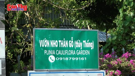 Trồng nho thân gỗ trên Cồn Tân Lộc