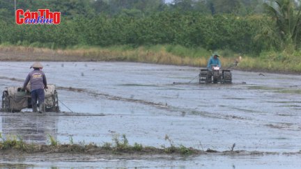 Nông dân Cần Thơ vào vụ lúa đông xuân