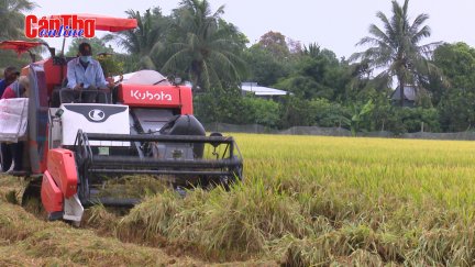 Cần Thơ bước vào vụ thu hoạch lúa đông xuân