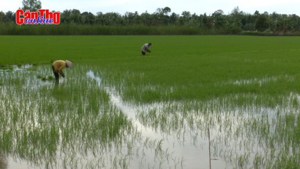 Kỳ vọng vụ mùa đông xuân bội thu