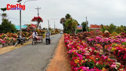 Chợ Lách rộn ràng vào mùa hoa Tết