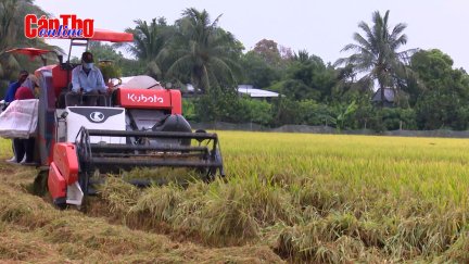 Thúc đẩy liên kết sản xuất, tiêu thụ lúa gạo và rau màu