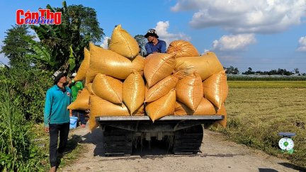 Nông dân được vụ mùa đông xuân bội thu