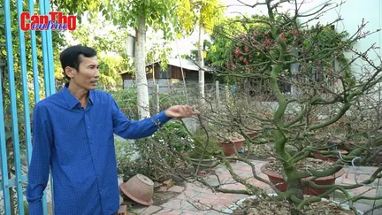 Vườn mai 1.000 cây của nông dân Phan Minh Sơn