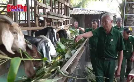 Tổ hợp tác chăn nuôi dê của Hội cựu chiến binh phường Trung Nhứt
