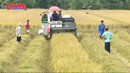 Phát triển liên kết bền vững trong chuỗi giá trị lúa gạo
