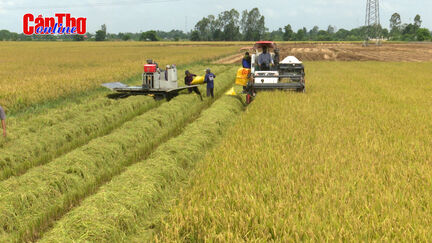 Nông dân Cần Thơ tranh thủ thu hoạch lúa hè thu sớm, tránh rủi ro