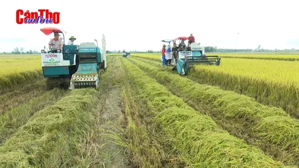 Cần Thơ: Sản xuất lúa chất lượng cao, giảm phát thải