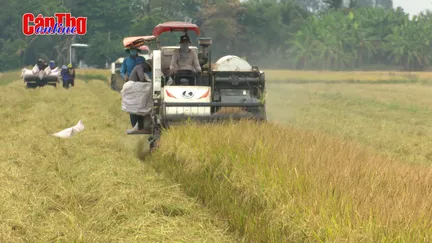 Giá lúa giảm, nông dân giảm lợi nhuận