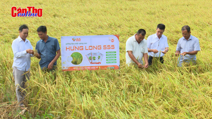 Nhiều triển vọng từ giống lúa Hưng Long 555