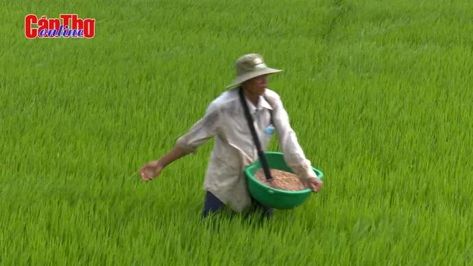 Cần Thơ: Nông dân mong lúa thu đông bán được giá