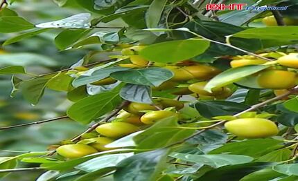Cây hồng Yên Du cổ thụ có gì đặc biệt?