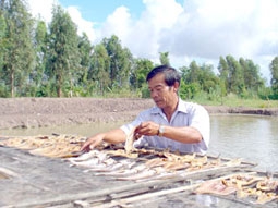 Làm giàu với con cá lóc