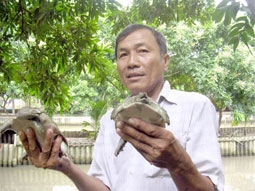 “Duyên nợ” với ba ba