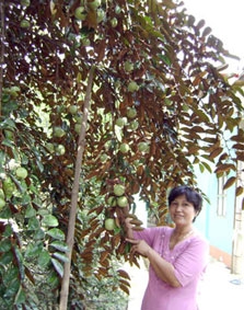 Giải pháp nâng cao giá trị trái cây hàng hóa ở ĐBSCL